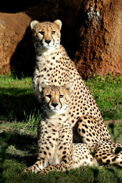 animal exhibit at the stl zoo cheetahs