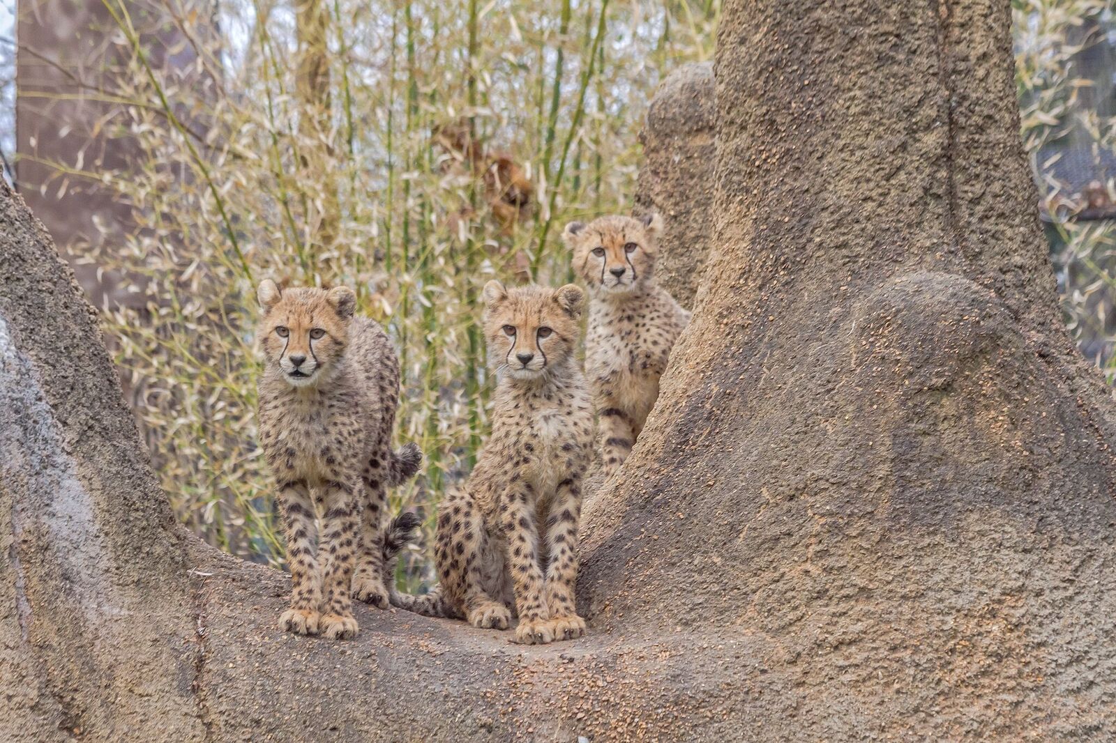 stl zoo cheetah cubs