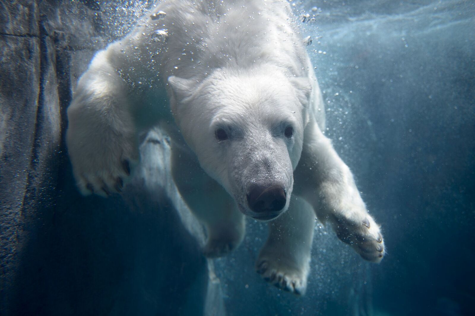 polar bear stl zoo